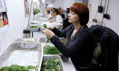 Workers process marijuana in the trimming room at the Medicine Man dispensary and grow operation in Denver, Colorado.