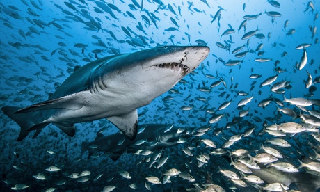Fishicide … ragged tooth sharks hunting off the coast of North Carolina. Photograph: Mike Gerken/Evo