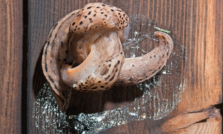 Leopard slugs entwine as they prepare to mate.