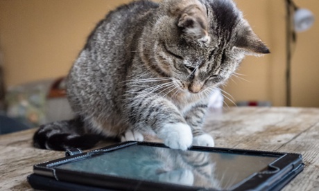 Feline good: facial recognition software will be able to deliver food to your cat while you’re on holiday. 