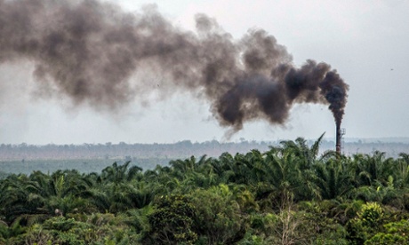  A view of palm oil plantation in Pelalawan district 