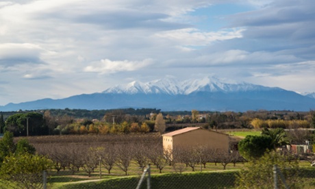 south of france vines