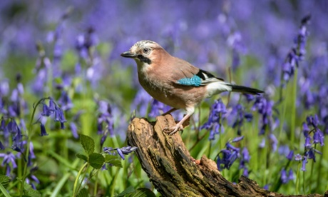 A jay, startling with its complex markings and colours.