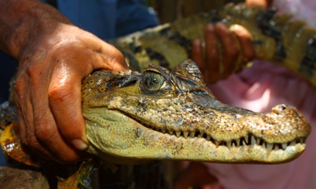 An example of a young caiman, sometimes confused with an alligator.