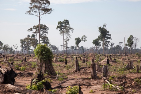 An area of deforested land in Prey Lang forest.