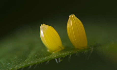 Eggs of the great orange tip butterfly.
