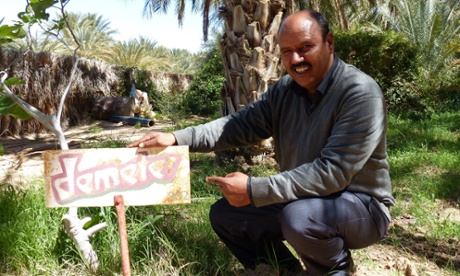 Date farmer Saidi Sadok in Tunisia