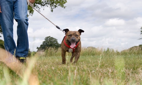 Staffordshire bull terrier