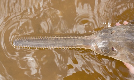 A juvenile smalltooth sawfish. The DNA study revealed that female-only reproduction accounted for 3% of one population in Florida.