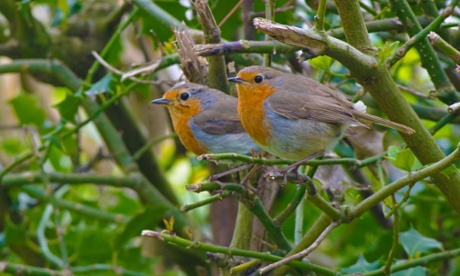 Pair of Robins-Erithacus rubecula.Spring. Uk