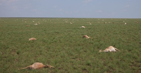 Dead saiga