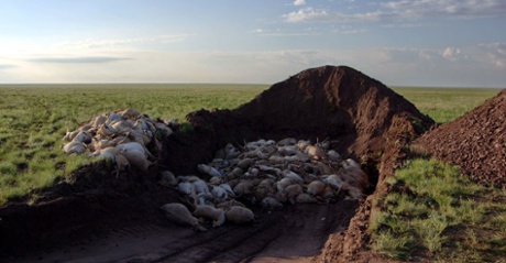 Saiga mass grave