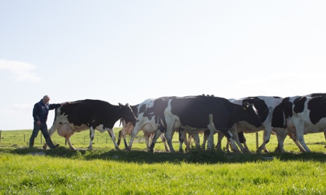 John McCarthy and his herd
