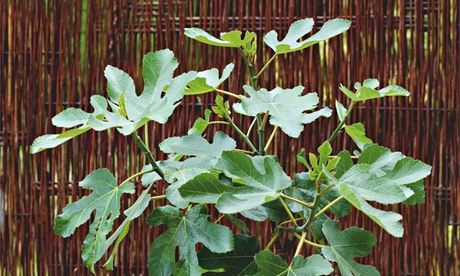 Fig tree
