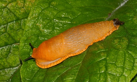 Is orange the only slug …