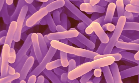 Bifidobacteria, a type of gut bacterium. Researchers believe that the different types of gut microbes found in individuals has a significant impact on how their bodies respond to food.