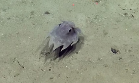The Dumbo octopus, one of the creatures inhabiting deep-sea coral reefs.