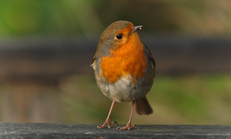 Robin on a garden bench