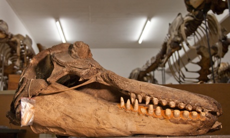 Skull of the greedy killer whale