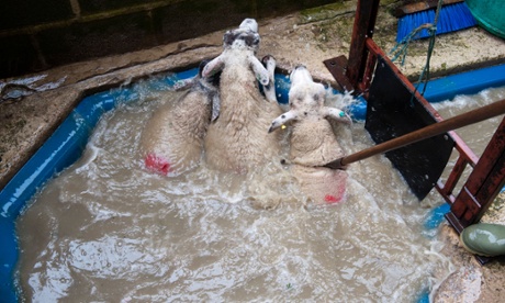 Dipping sheep with insecticide to kill lice and mites. N Yorkshire, UK.