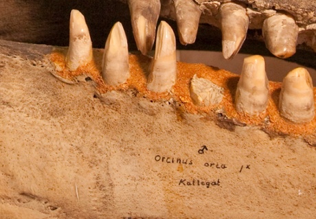 The greedy killer whale, up close