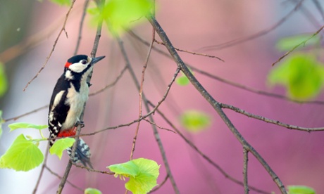 Great spotted woodpecker