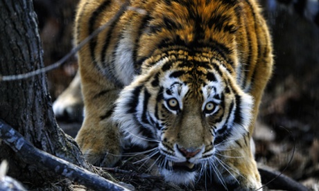 Siberian Tiger
