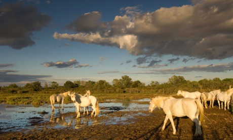 White horses in the marshes near Les Stes-maries-de-la-mer, Camargue, France.
