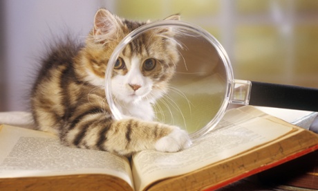 Cat reading with a magnifying glass