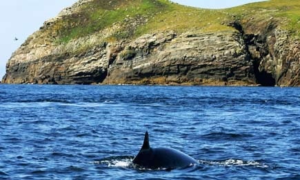 A minke whale stranded but afloat off Scotland three years ago