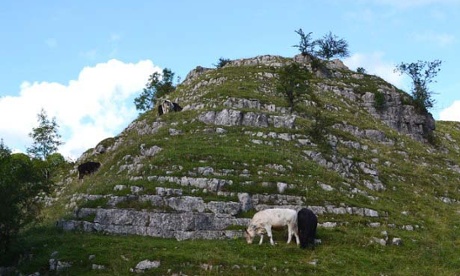 Cattle grazing on limestone outcrop at Hay Dale