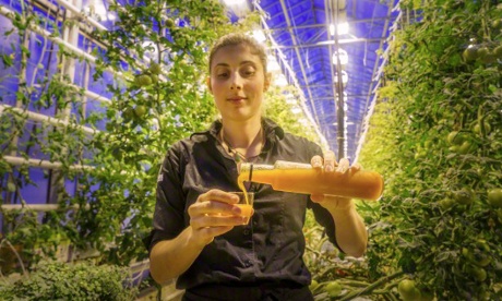 Inside a greenhouse at Fridheimar, where geothermal energy is used to grow fruit and vegetables.