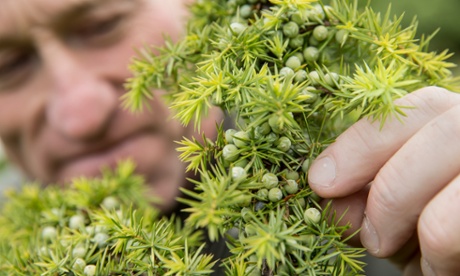 Andy Wright of the National Trust examines juniper berries on Box Hill, Surrey.