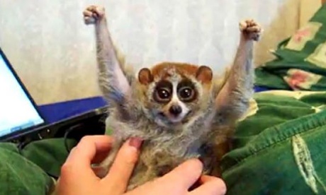 Slow loris