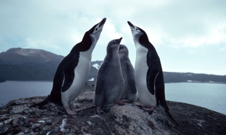 Chinstrap penguins in Antarctica.