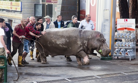 People help direct the tranquilised hippopotamus.