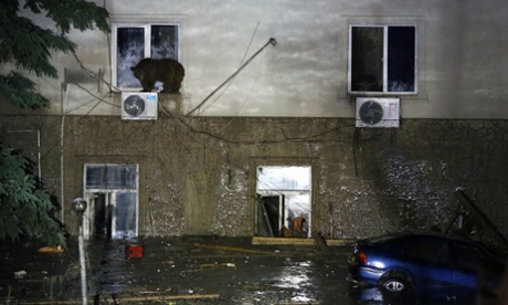 A stranded bear stands on the second-story windowsill of a house in Tbilisi.