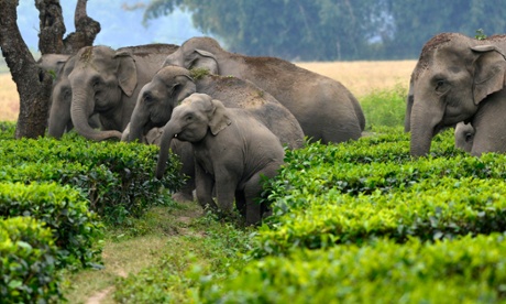 A herd of wild elephants walking through a tea plantation.