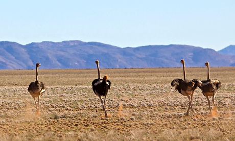 Flightless and fancy-free … ostriches in Attenborough's Big Birds: Natural World. Photograph: Mike B