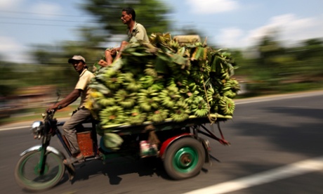 Indian farmers transport bananas to a wholesale market at Chaugacha village, north of Calcutta,  India, 25 October 2010