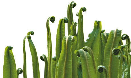 Asplenium scolopendrium, Hart's Tongue Fern