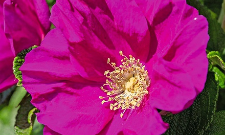 Rosa rugosa 'Rubra'