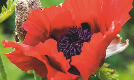 poppy beauty of livermere