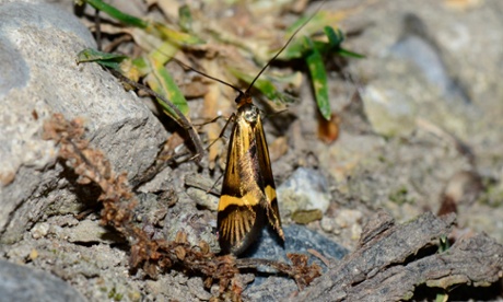 Male yellow-barred longhorn.