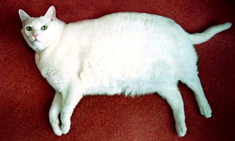 A fat cat