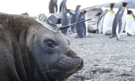 Elephant seal with sensor on its head