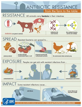 How antibiotic resistant bacteria develop and transfer from animals to humans.
