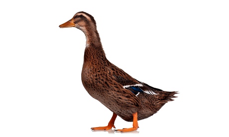 Domestic duck