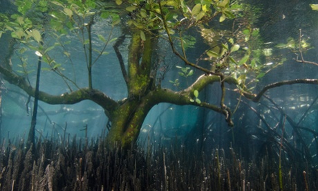 ‘Who wants an end to birdsong, bees and coral reefs, the flacon's stoop, the salmon's leap?'.