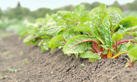 Getting fresh: the colourful stems of Swiss chard.